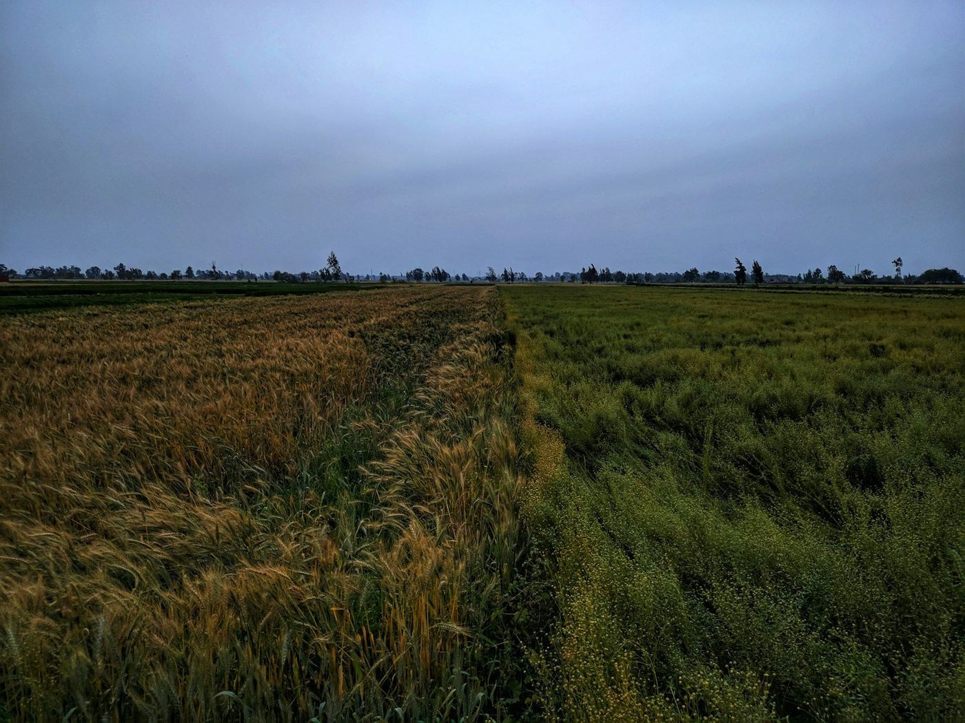 Поле под зерно